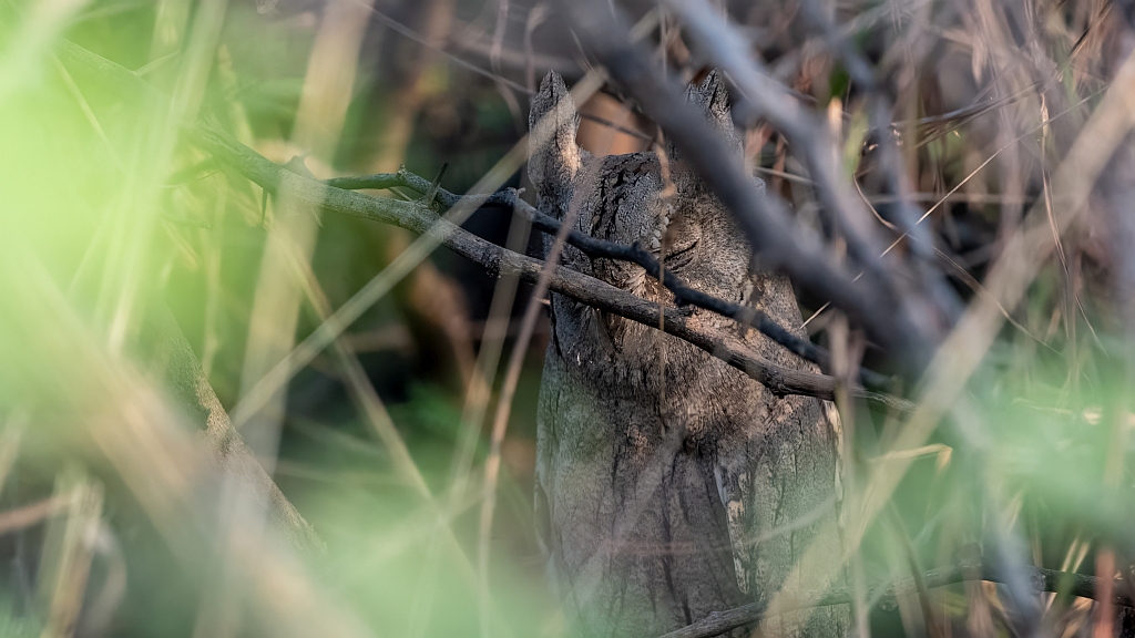 Pallid Scops Owl